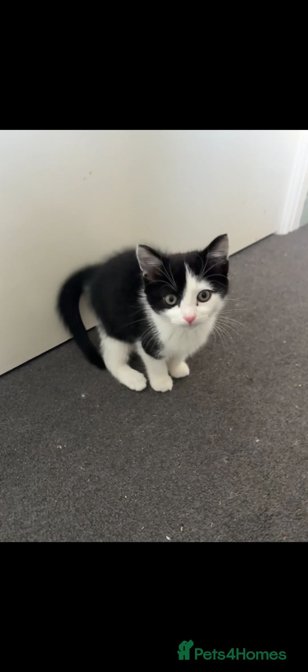 Mixed Breed cats for sale: One girl kitten ready to go! - Advert 1