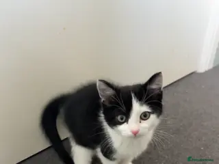 Mixed Breed cats One girl kitten ready to go! - Advert 1