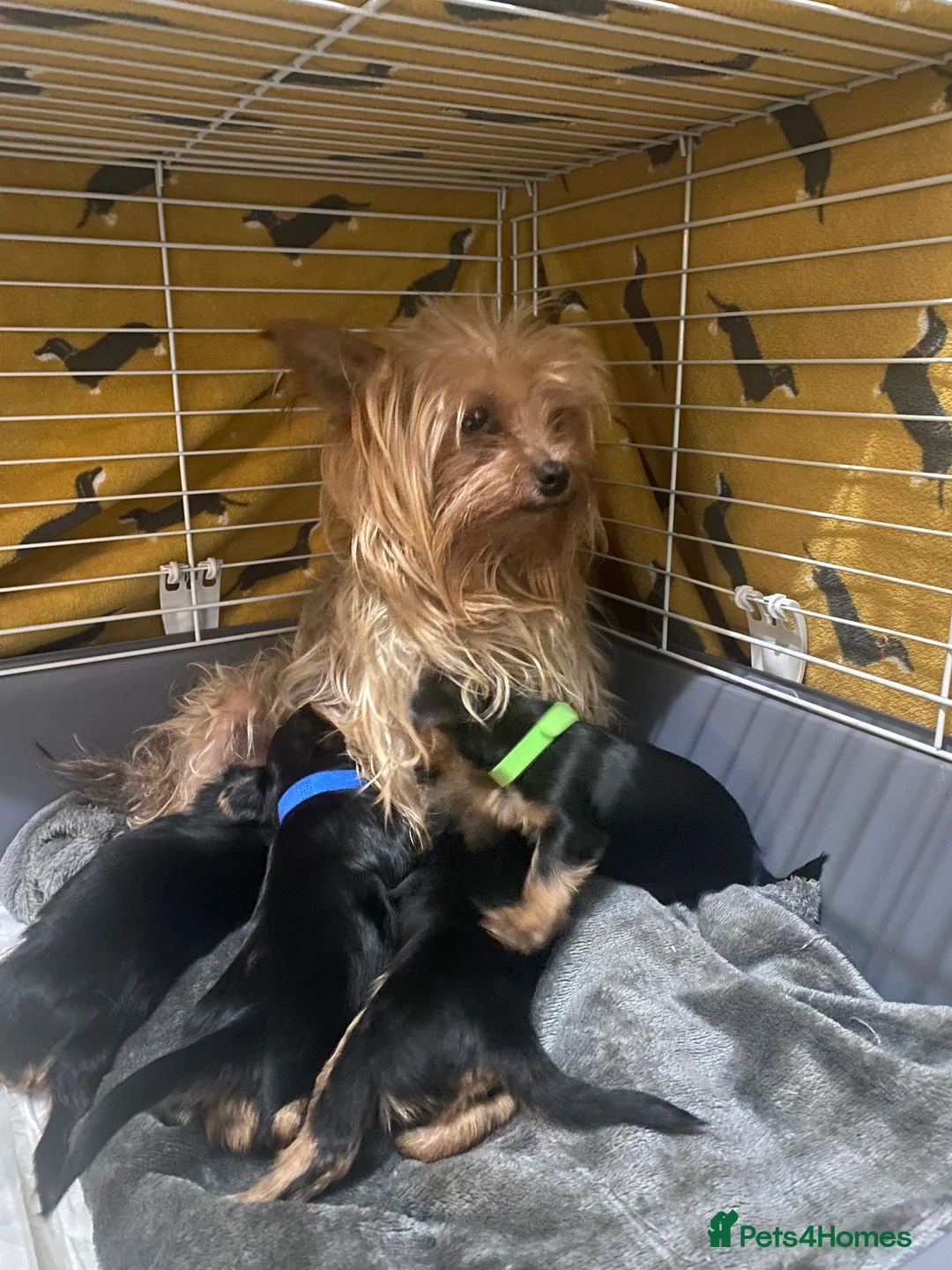 Yorkshire Terrier dogs for sale: 4 Stunning Minature Yorkshire terriers for sale  - Advert 10