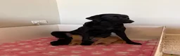 Labrador Retriever dogs for sale: KCcGorgeous Labrador Puppies  - Advert 11