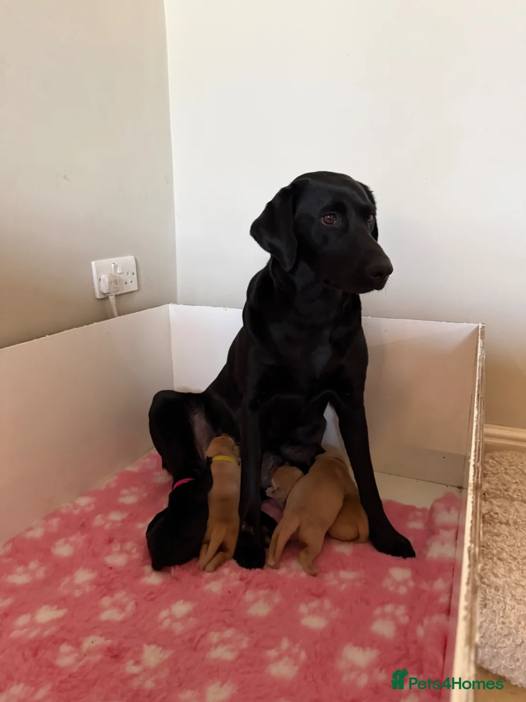Labrador Retriever dogs for sale: KCcGorgeous Labrador Puppies  - Advert 11