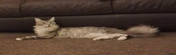 Maine Coon cats for sale: Adult  female Maine-coon  - Advert 3