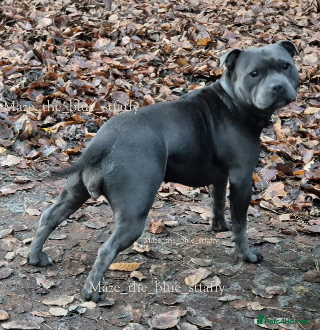 Staffordshire Bull Terrier dogs for sale: Pinnacle Blue & Black Staffy Puppies - Advert 2