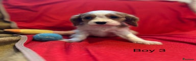 Cavalier King Charles Spaniel Puppy 3