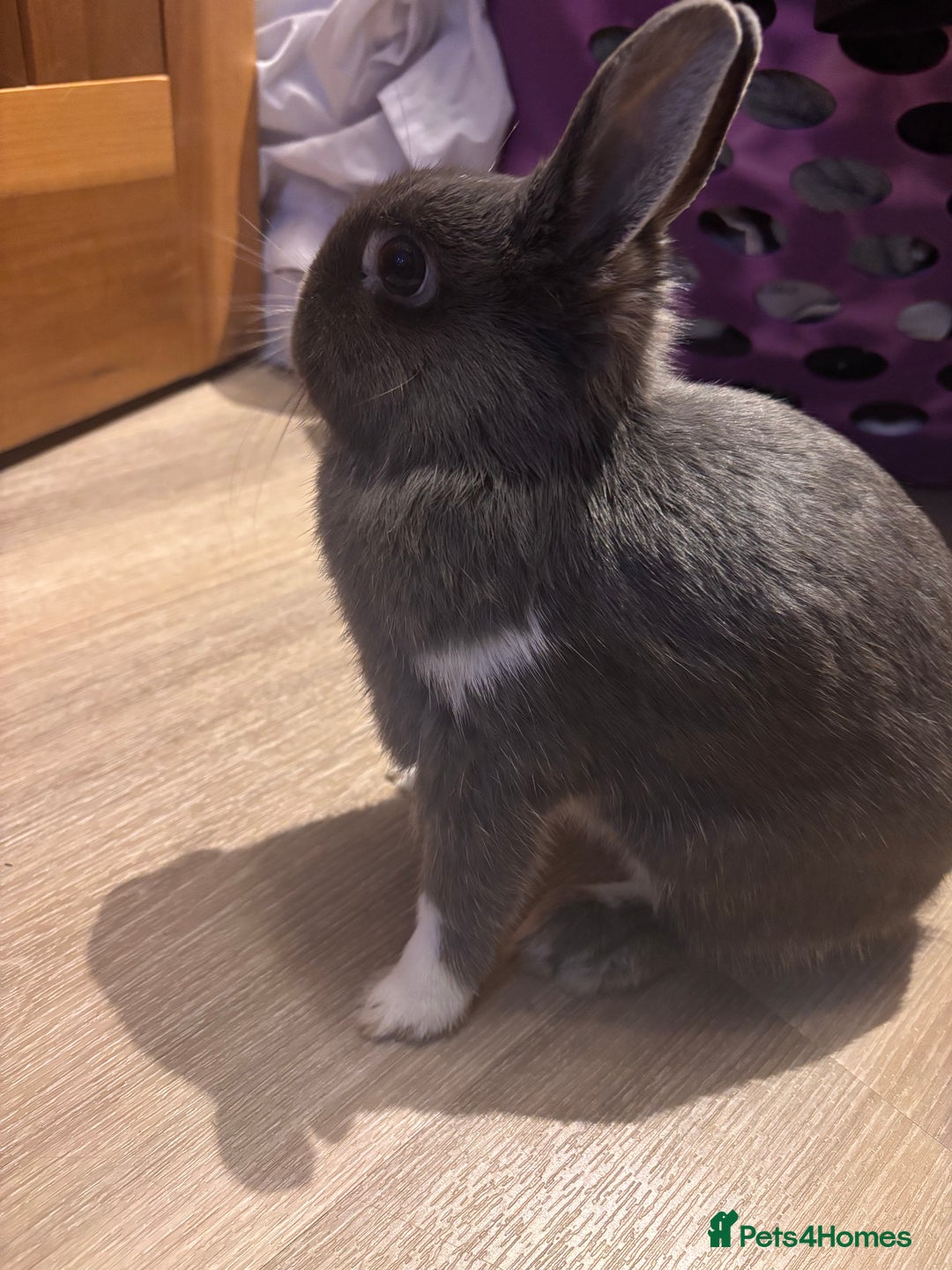 Netherland Dwarf rabbits for sale: Netherland Dwarf Bunnies  - Advert 6