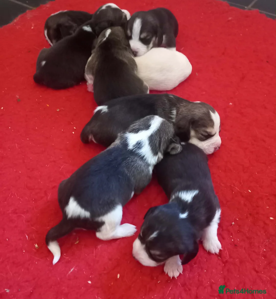 Beagle dogs for sale: KC Registered Beagle Puppies  - Advert 3
