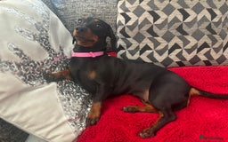 Miniature Dachshund dogs for sale: Spooky the miniature dachshund - Image 8