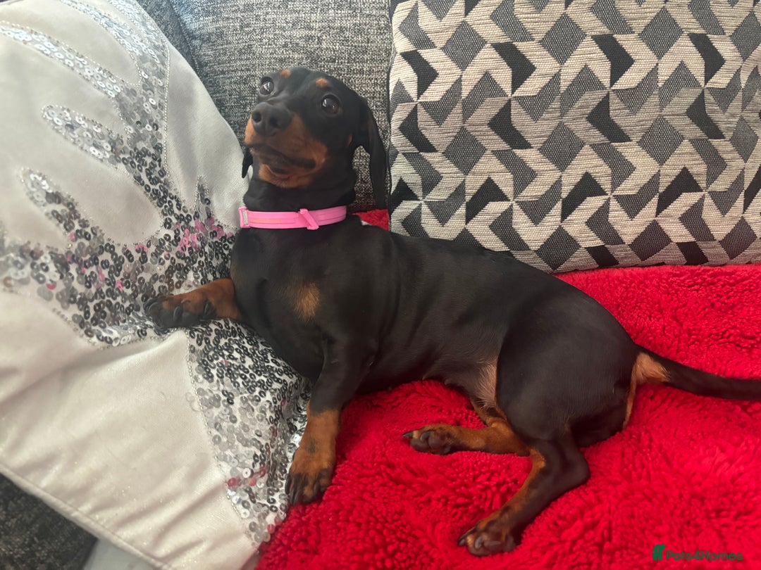 Miniature Dachshund dogs for sale: Spooky the miniature dachshund - Image 8