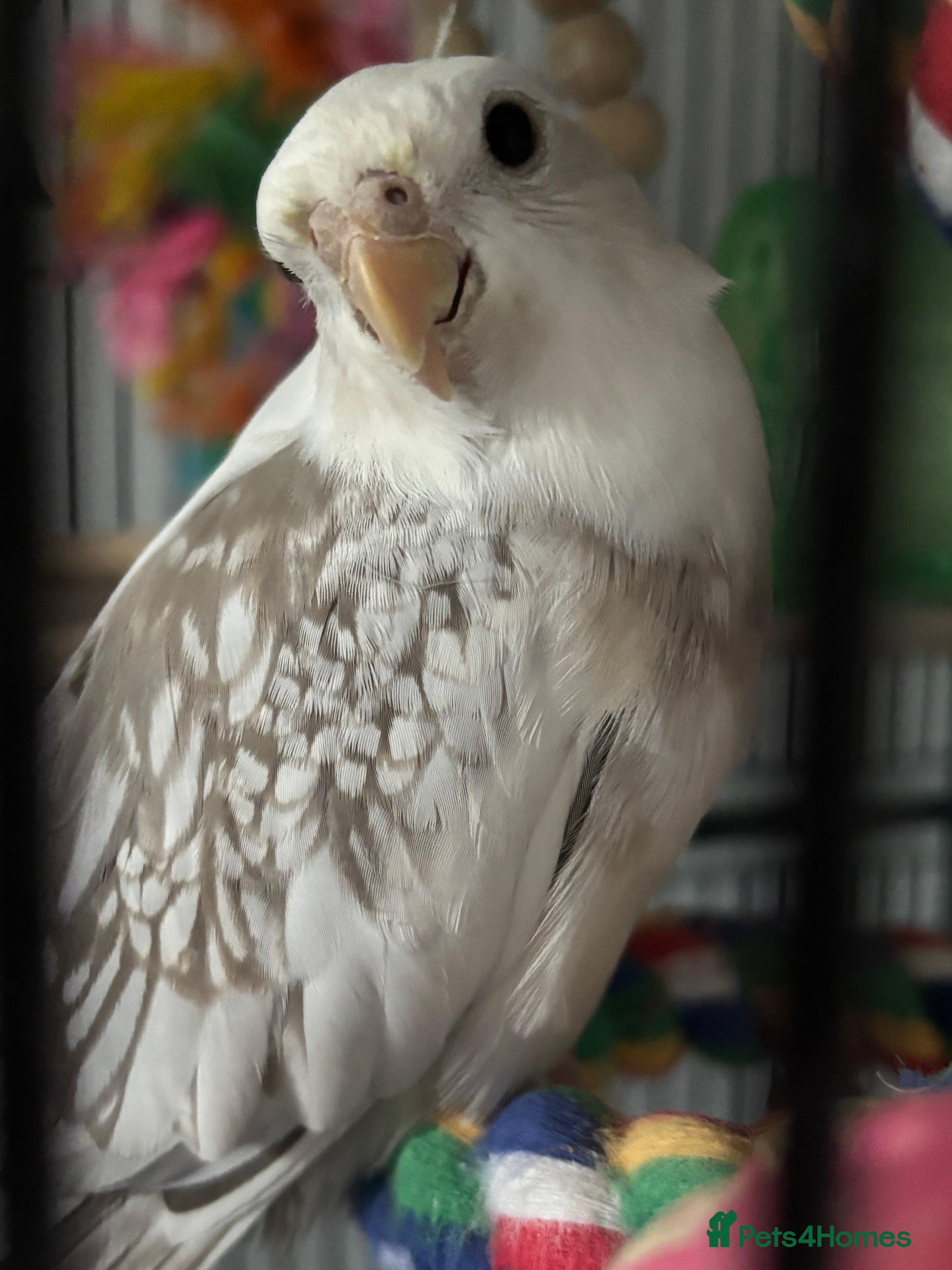 Cockatiels birds X2 Cockatiels Male & Female  - Advert 1