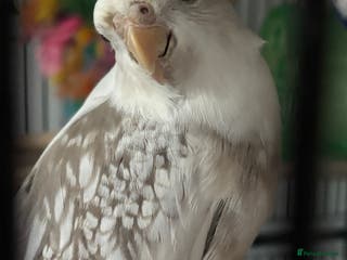 Cockatiels birds X2 Cockatiels Male & Female - Advert 10