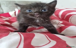 British Shorthair cats for sale: Sale kittens  - Image 10