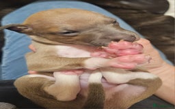 Italian Greyhound dogs for sale: Italian Greyhound Puppies - Kennel Club Registered - Image 6