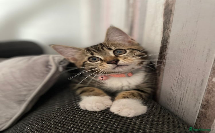 Domestic Shorthair cats - Advert 9