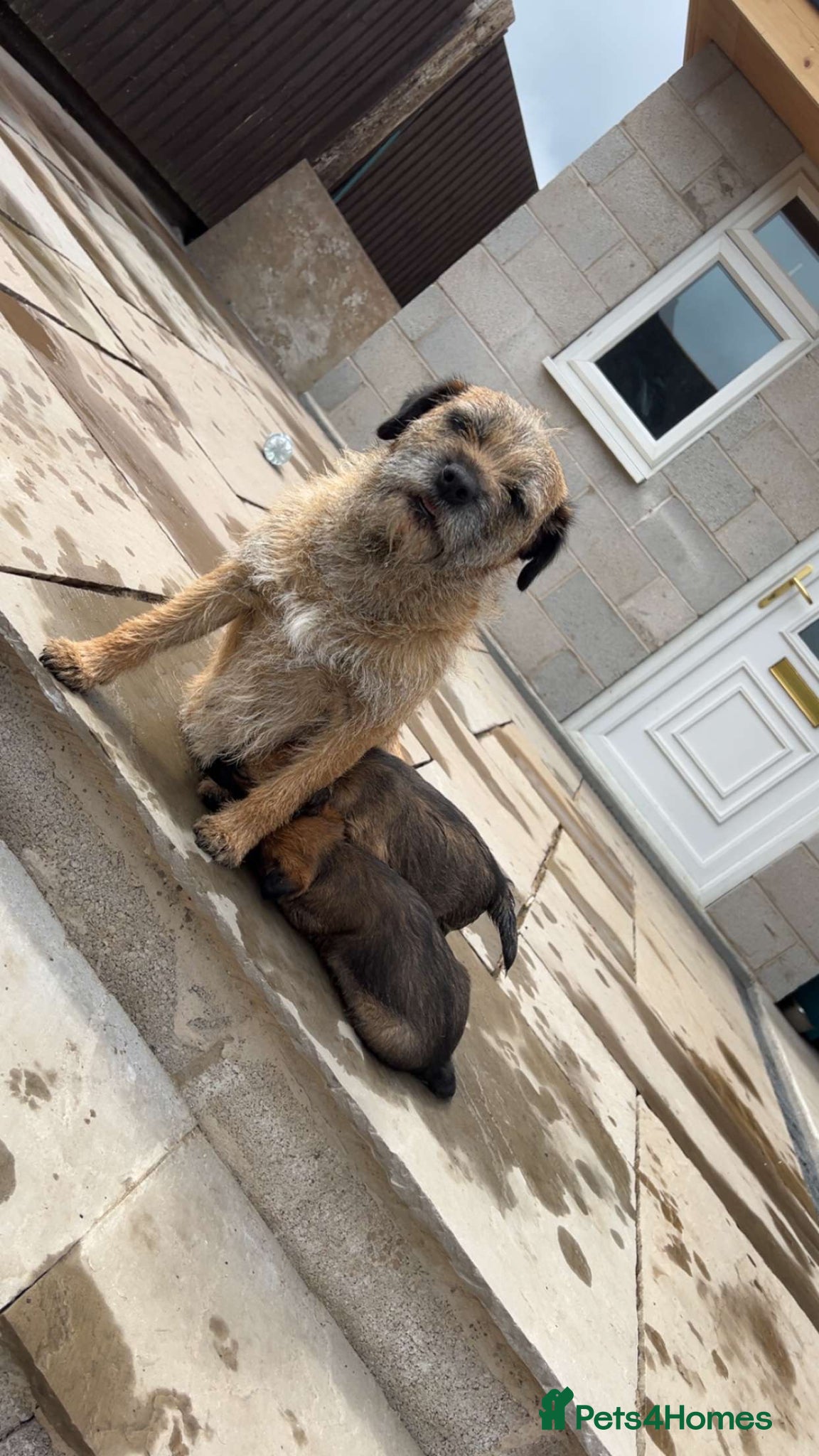 Border Terrier dogs Border terrier puppy’s for sale SLEM clear  - Advert 1