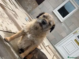 Border Terrier dogs Border terrier puppy’s for sale SLEM clear - Advert 1