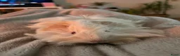 Guinea Pig rodents for sale: beautiful pew friendly Peruvian long haired boy  in Dorking - Advert 4