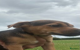 Jack Russell dogs for sale: Jack Russell, stunning litter,  in Doncaster - Image 31