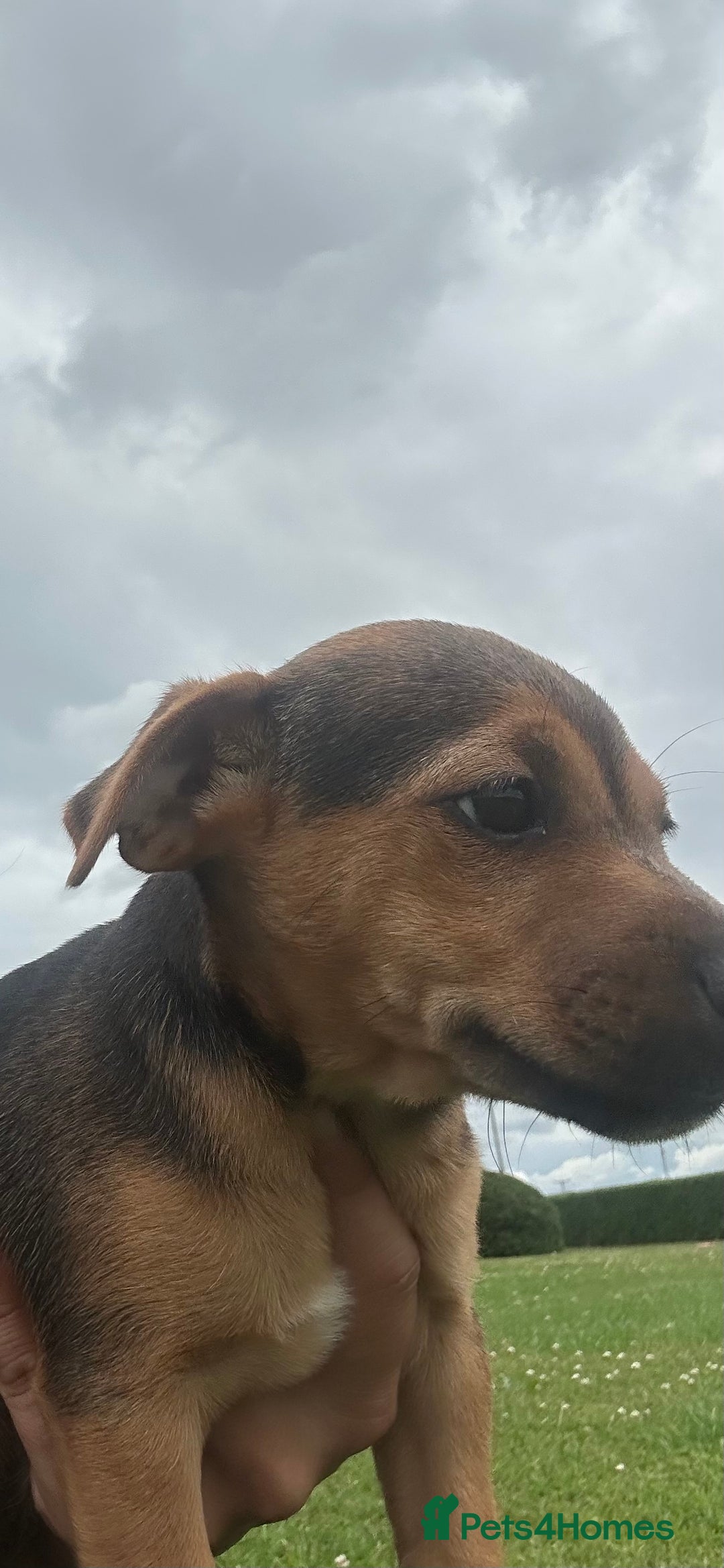 Jack Russell dogs for sale: Jack Russell, stunning litter,  in Doncaster - Image 31