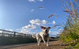 Jack Russell dogs for stud: Beautiful Jack Russell for Stud  - Image 22