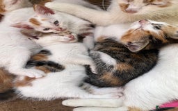 Mixed Breed cats for sale: Mixed litter  - Image 15