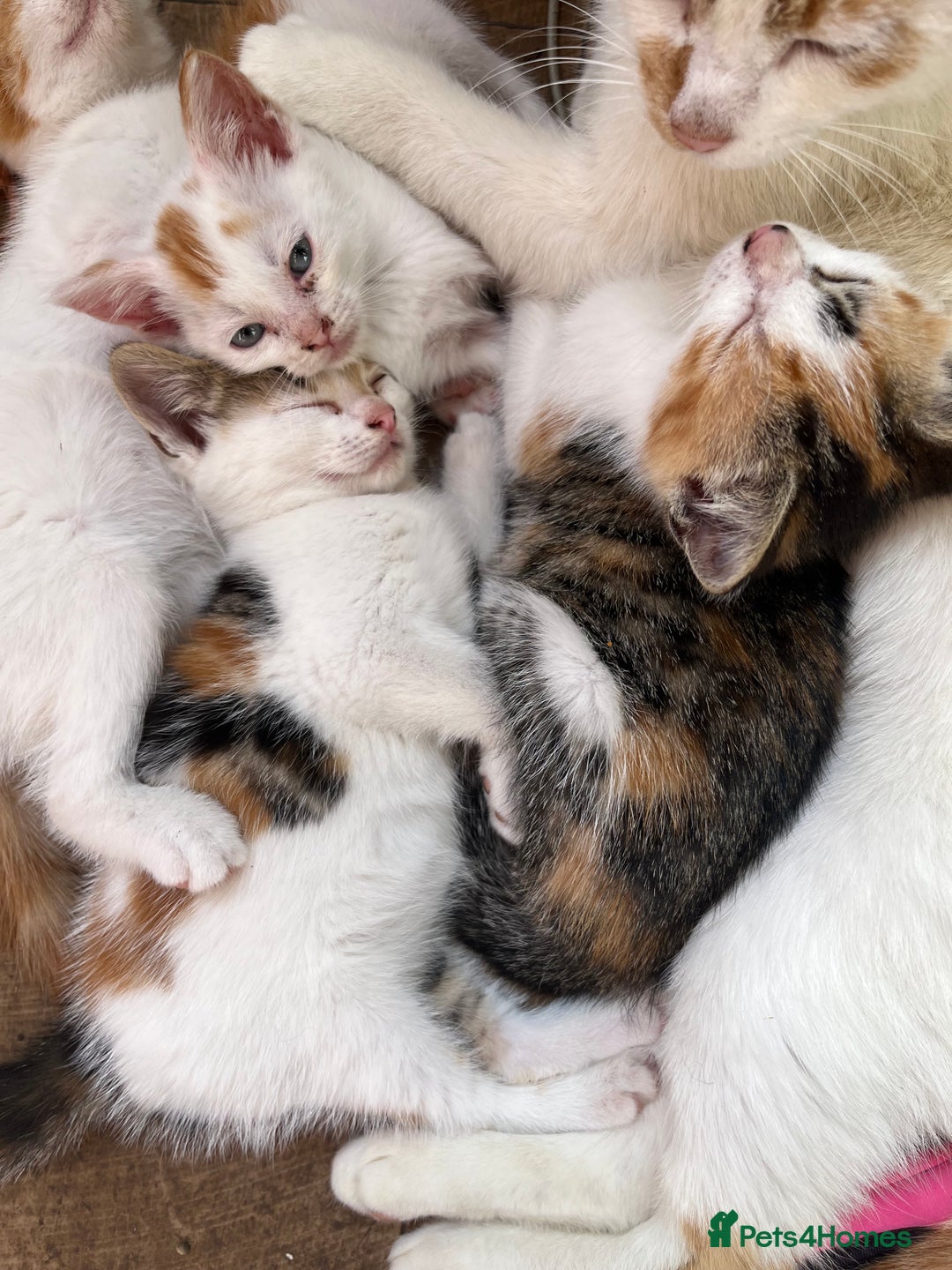 Mixed Breed cats for sale: Mixed litter  - Image 15