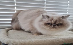 Persian cats for sale: Persian Silver colour, blue eyes 11 month girl - Image 2