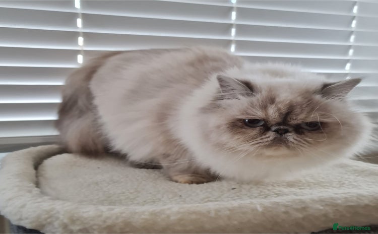 Persian cats - Advert 1