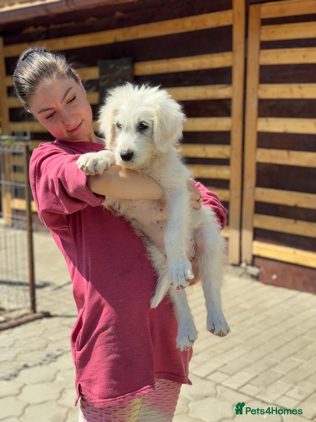 Mixed Breed dogs for adoption: Meet JOJO - a superb big girl, for a Loving Home - Image 18