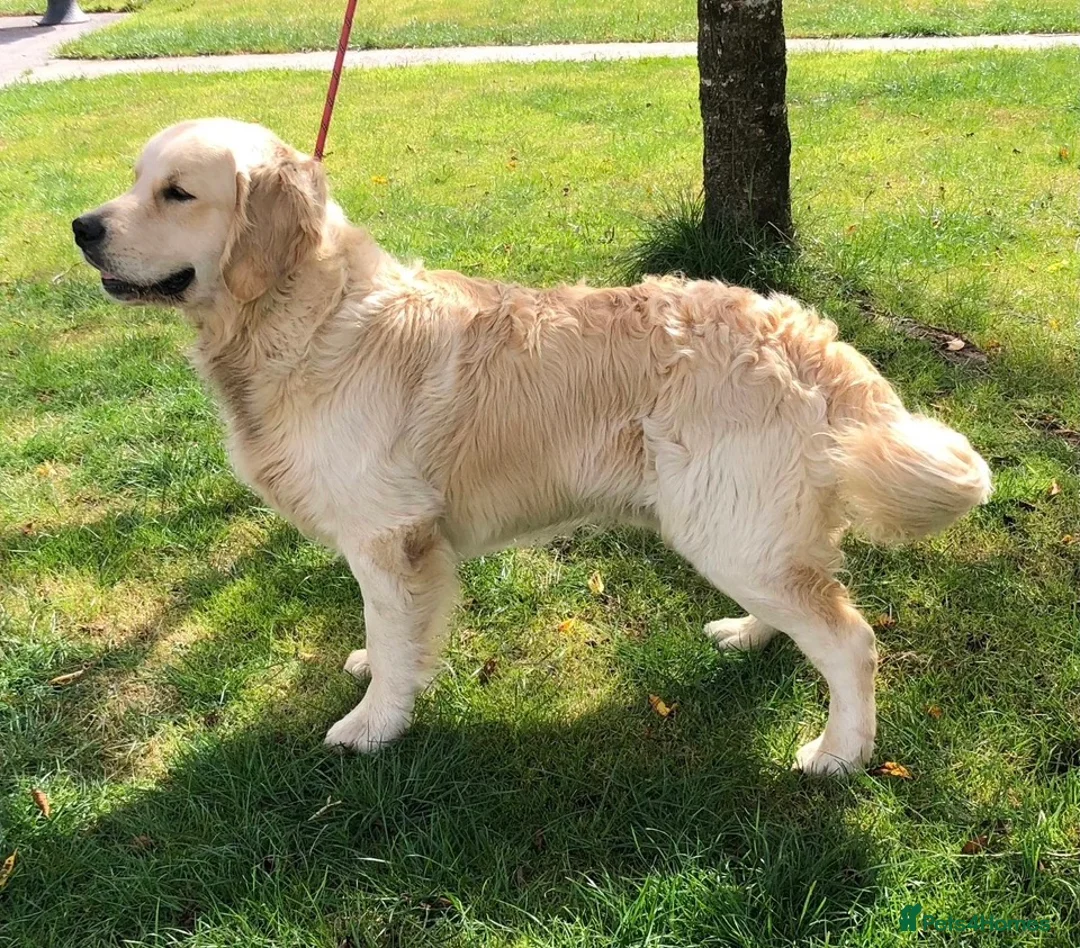 Golden Retriever dogs for sale: The Waiting List is Open!!! - Advert 4