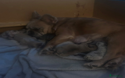 French Bulldog dogs for sale: French Bulldogs for sale - Image 1
