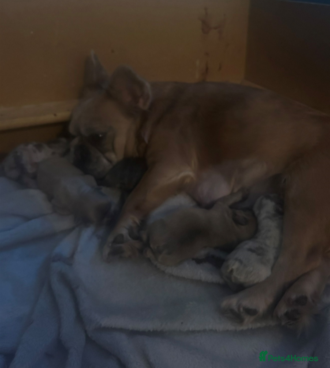 French Bulldog dogs for sale: French Bulldogs for sale - Image 1