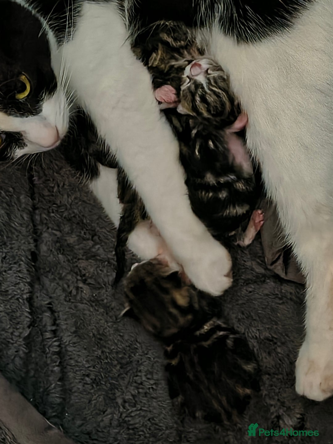 Domestic Shorthair cats for sale: Male kitten - Advert 8