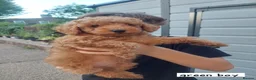 Toy Poodle dogs for sale: Beautiful toy poodle pups  - Advert 7