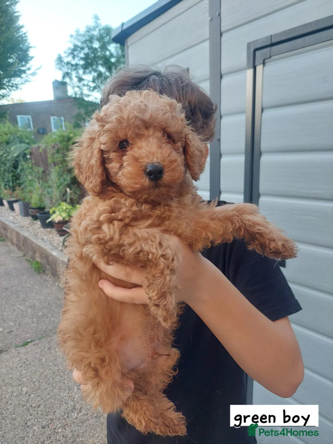 Toy Poodle dogs for sale: Beautiful toy poodle pups  - Advert 7