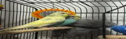 Budgerigars birds for sale: Two beautiful budgies  - Advert 1
