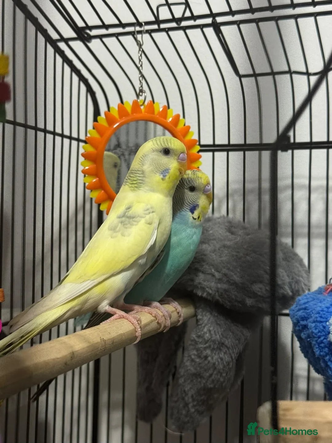 Budgerigars birds for sale: Two beautiful budgies  - Advert 1