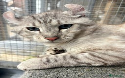 Keetso cats for sale: Rare polydactyl keetso male  - Image 2