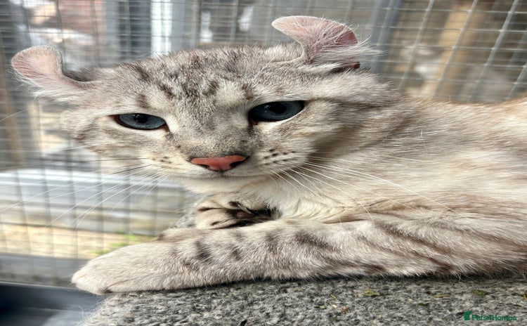 Keetso cats - Advert 1