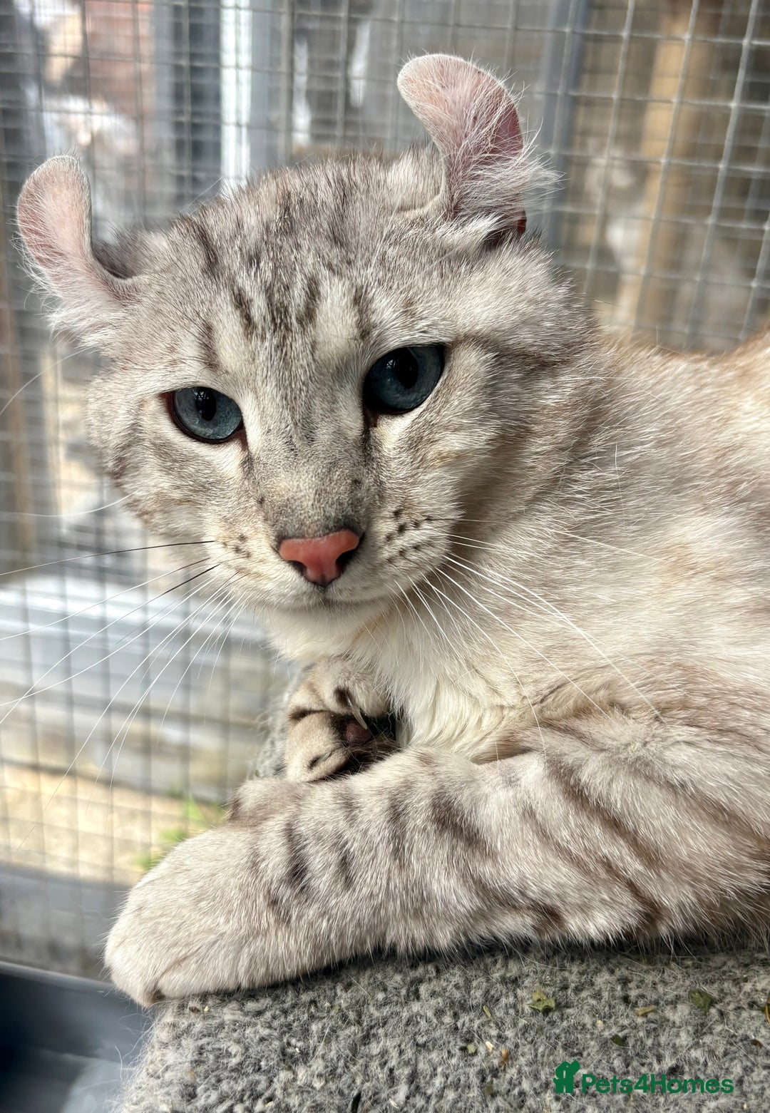 Keetso cats for sale: Rare polydactyl keetso male  - Image 2
