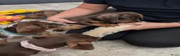 Miniature Dachshund dogs for sale: 🌟💙CHOCOLATE & TAN MINIATURE DACHSHUND MALE💙🌟 - Advert 9