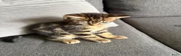 British Shorthair cats for sale: Tabby cats - Advert 2