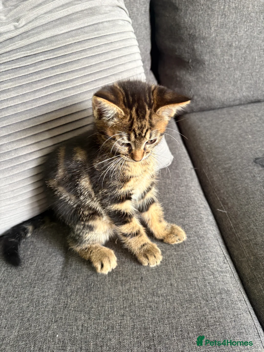 British Shorthair cats for sale: Tabby cats - Advert 2