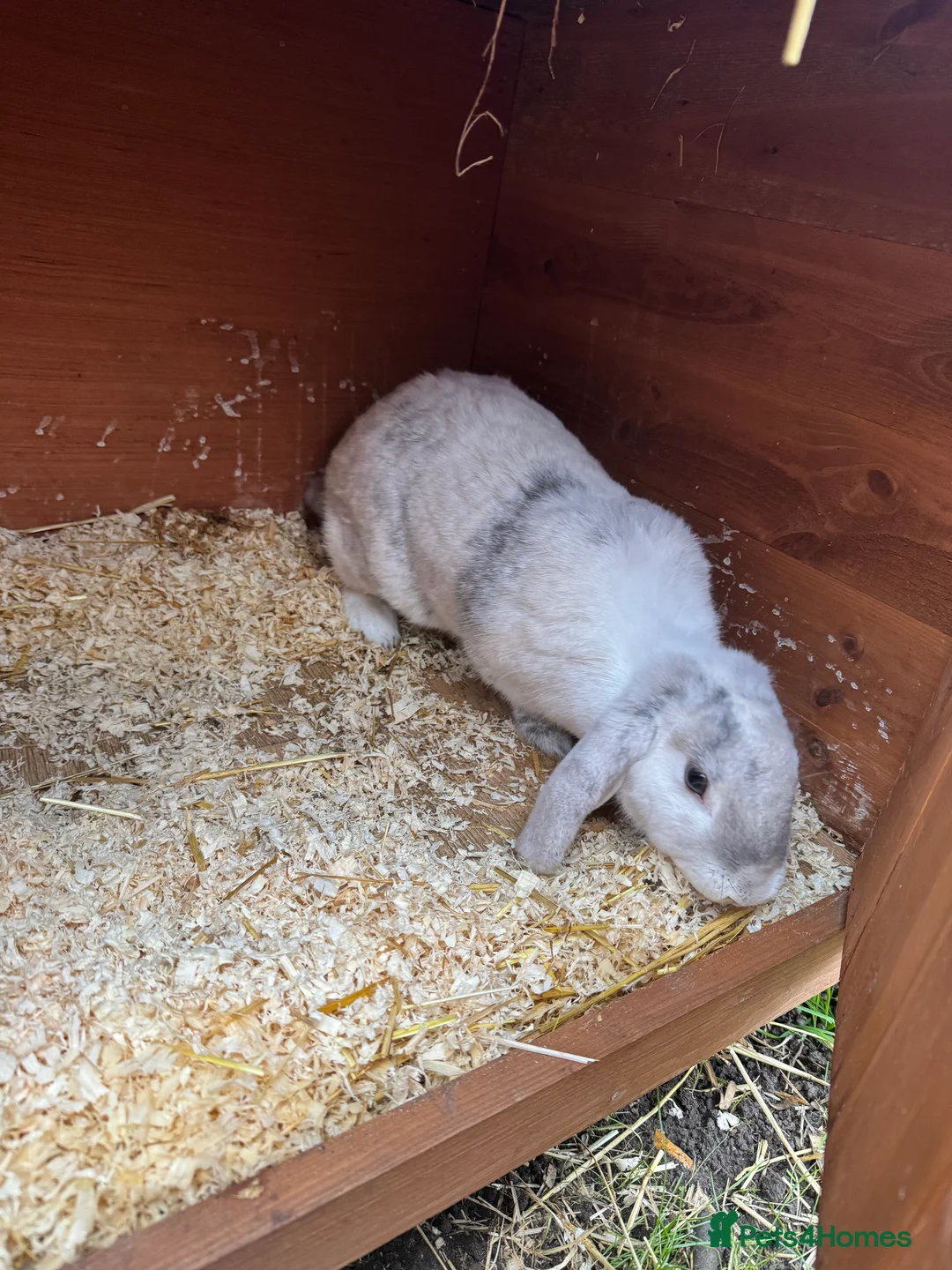English rabbits for sale: Rabbits for rehoming  - Advert 4