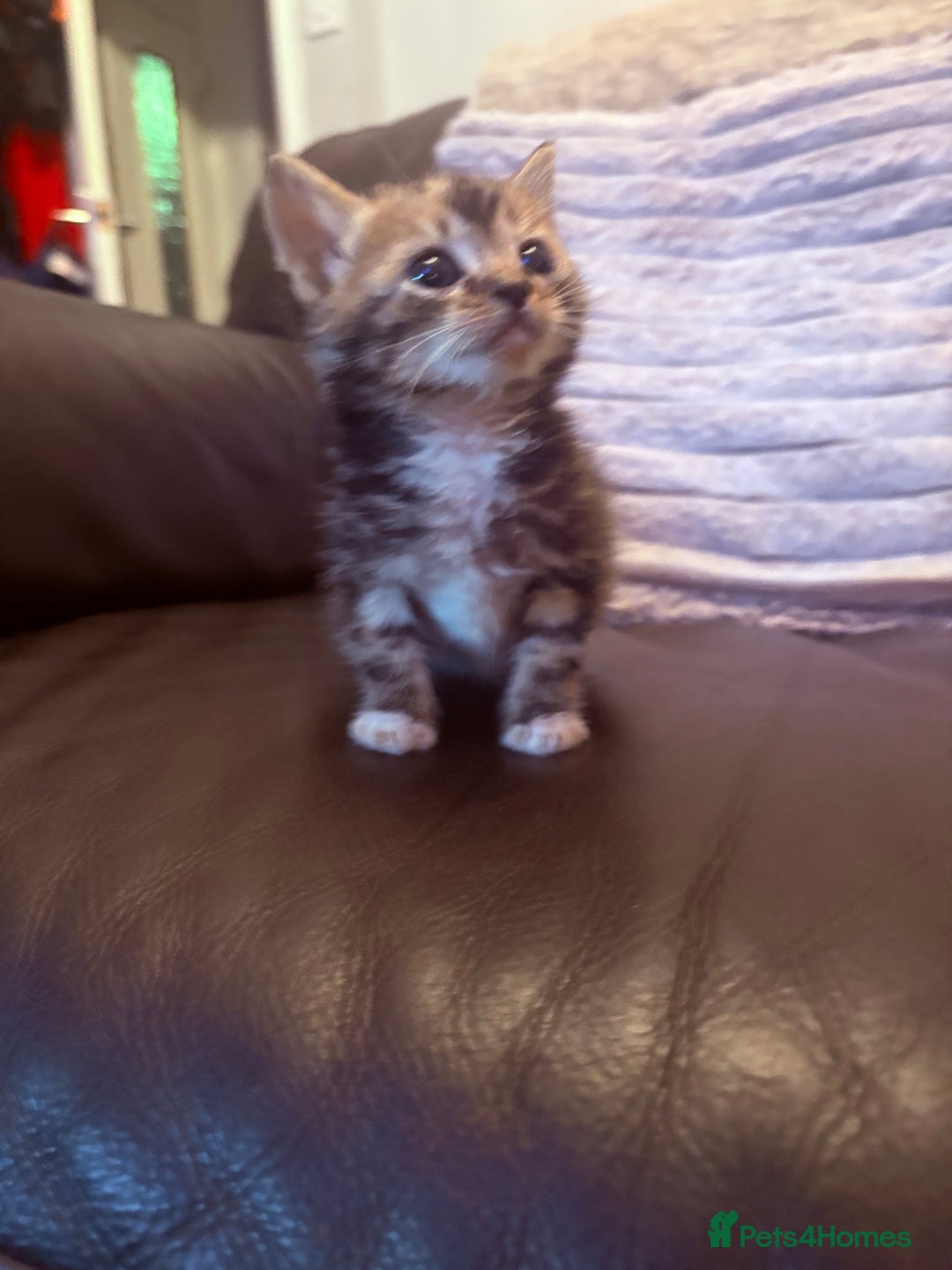 Mixed Breed cats for sale:  Beautiful little kittens needing new homes  - Image 10