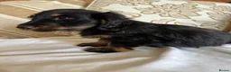 Miniature Dachshund dogs for sale: Beautiful miniature dachshunds - Advert 16
