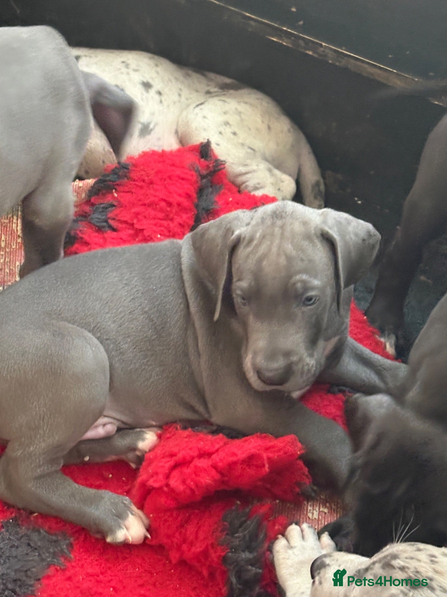 Great Dane dogs High Quality Great Dane Puppies - Advert 1