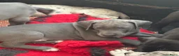 Great Dane dogs for sale: High Quality Great Dane Puppies - Advert 30