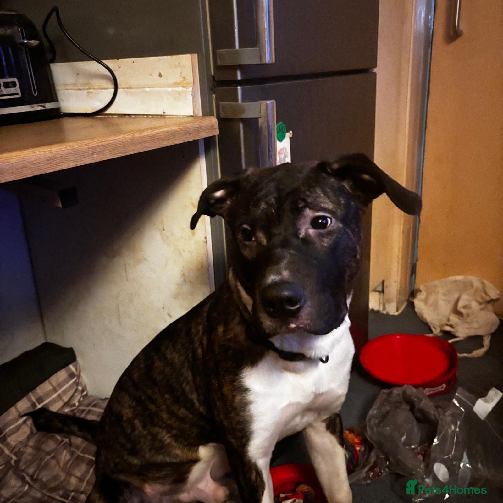Mixed Breed dogs for sale: Juke - 7 month pup - Advert 16