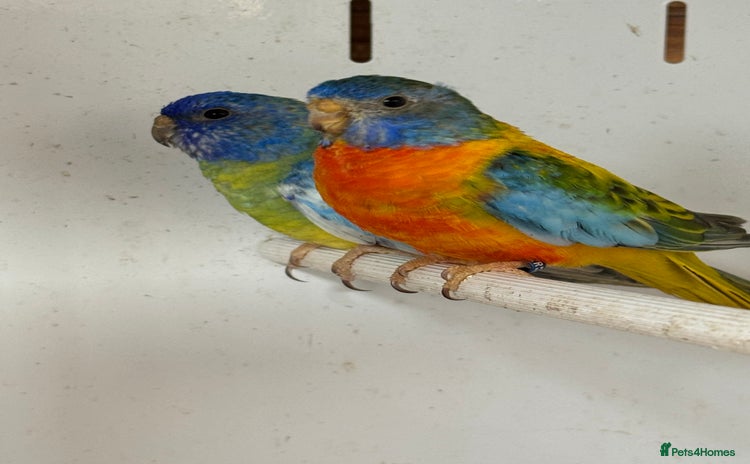 Parakeets birds - Advert 1