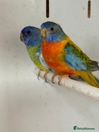 Parakeets birds - Advert 2